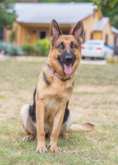 ginna german shepherd dog dogs rescue because