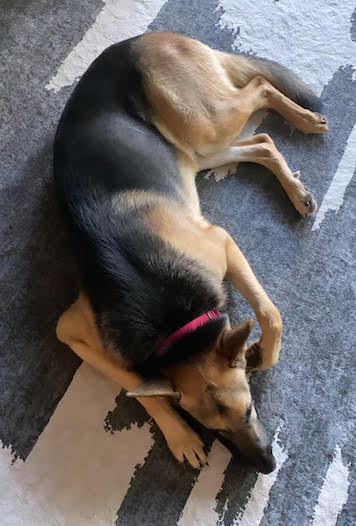 Capiro | Austin German Shepherd Dog Rescue
