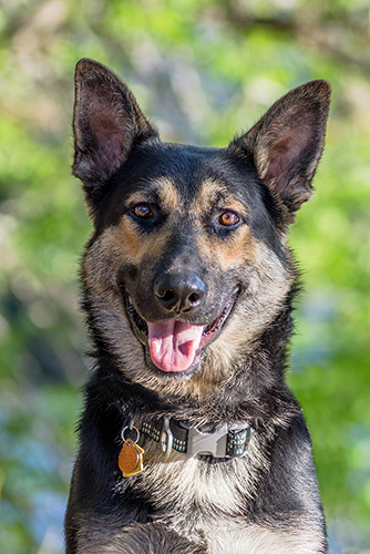 german shepherd dog dogs rescue cooper austin smile