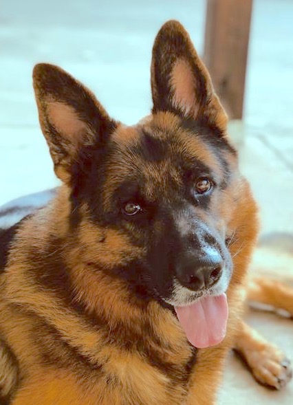 Gunner | Austin German Shepherd Dog Rescue