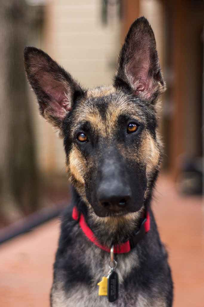 Haven Austin German Shepherd Dog Rescue