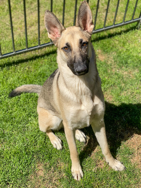 Nala | Austin German Shepherd Dog Rescue