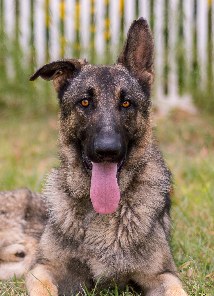 Finn | Austin German Shepherd Dog Rescue