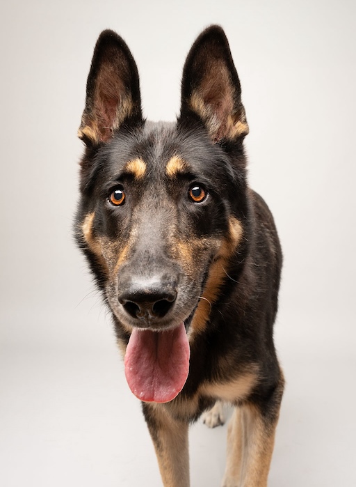 Roux | Austin German Shepherd Dog Rescue
