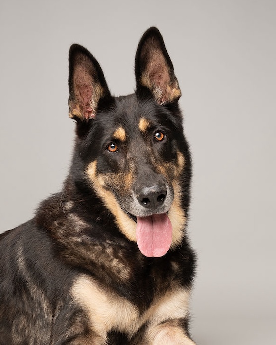 Roux | Austin German Shepherd Dog Rescue