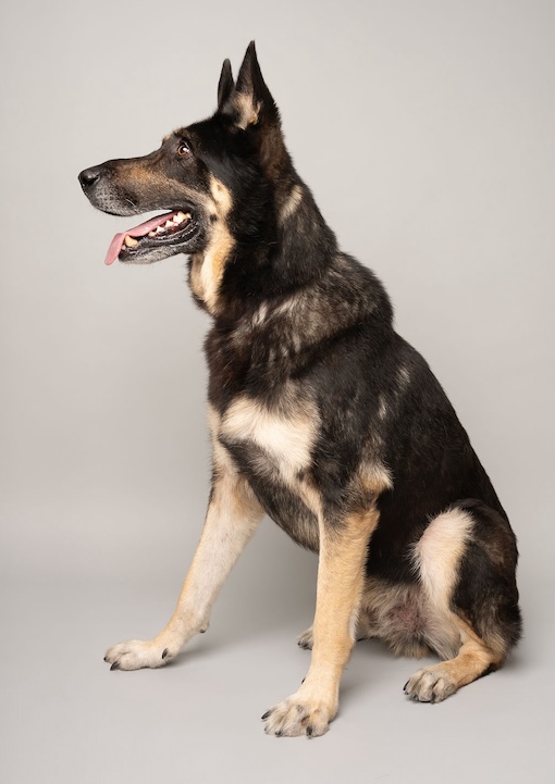 Roux | Austin German Shepherd Dog Rescue