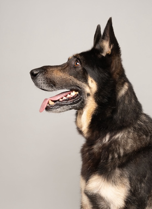 Roux | Austin German Shepherd Dog Rescue