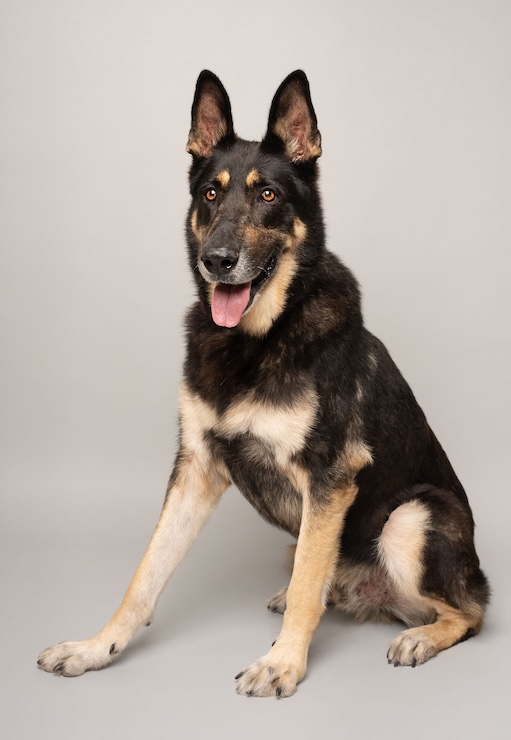 Roux | Austin German Shepherd Dog Rescue