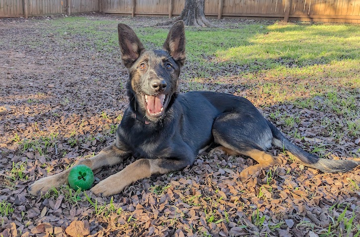 Half belgian malinois store half german shepherd