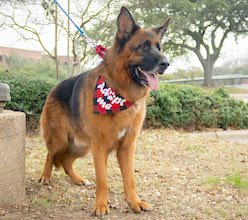 German shepherd with Adopt Me bandana