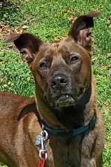 Cesar, a brown and black Belgian Malinois mix
