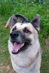 Chance, a black and tan german shepherd