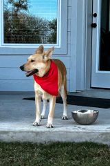 Tan German Shepherd standing on a porch with red bandana