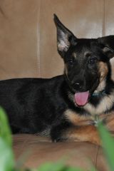 Lena, a black and tan german shepherd puppy