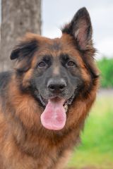 Indy, a long coated black and red german shepherd