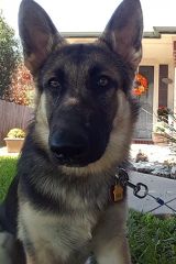 Journey, a black and tan german shepherd