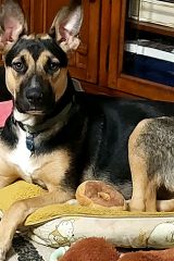 Black and Tan German Shepherd mix laying on dog bed
