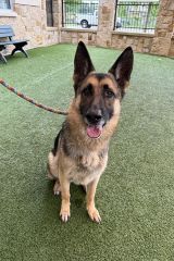 Tan and Black German Shepherd sitting on green turf