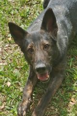 Welcome to Austin German Shepherd Dog Rescue | Austin German Shepherd ...
