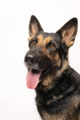 Peaches, a black and tan german shepherd