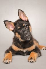 Ranger, an adorable black and tan german shepherd puppy