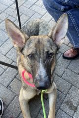 Sol, a black, tan and white, shepherd & malinois mix