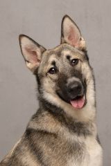 Stevie, a black/tan sable shepherd
