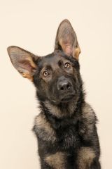 Trigger, a black and tan german shepherd