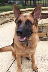 Black and tan shepherd