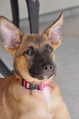 Bretagne, a tan and black german shepherd puppy