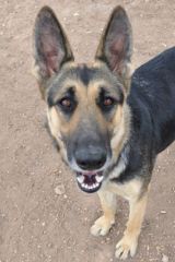 Duchess, a black and tan german shepherd