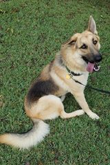 Dusty, a black and tan german shepherd with one floppy ear