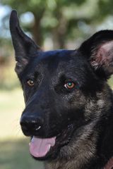 Jesse James, a black and tan german shepherd