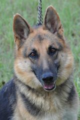 Kelsey, a black and tan shepherd