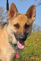 Mandy, a tan and black german shepherd