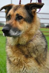 Nova, a black and tan german shepherd