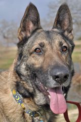 Quincy, a black and tan german shepherd