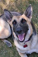 Velma, a black and cream german shepherd, smiling at the camera