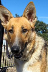 Willow, a black and tan german shepherd