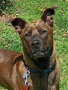 Cesar, a brown and black Belgian Malinois mix