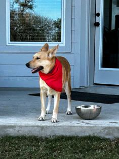Tan German Shepherd standing on a porch with red bandana