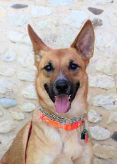 Gunner, a black and tan german shepherd