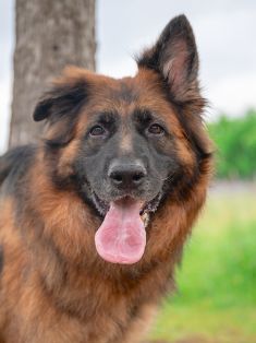 Indy, a long coated black and red german shepherd