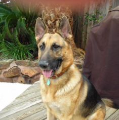 Jack, a black and tan german shepherd