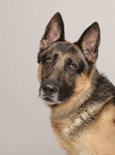 Jerry, a black and tan german shepherd
