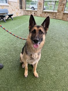 Tan and Black German Shepherd sitting on green turf
