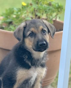 Mijo, a cute black and tan german shepherd puppy