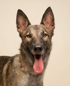 Rico, a black and tan German Shepherd/Belgian mix