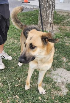 Olivia, a fawn and black young shepherd