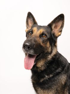 Peaches, a black and tan german shepherd